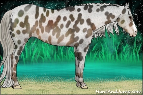 Horse Color:Liver Chestnut Appaloosa