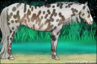 Horse Color:Liver Chestnut Appaloosa