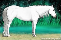 Horse Color:Liver Chestnut Appaloosa 