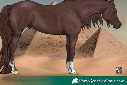 Horse Color:Gray Chocolate Black  and Chocolate Black 