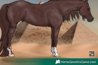 Horse Color:Gray Chocolate Black and Chocolate Black