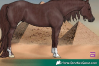 Horse Color:Gray Chocolate Black and Chocolate Black