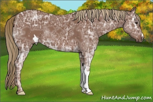 Horse Color:Chestnut Ice 