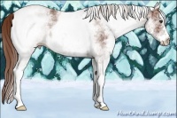 Horse Color:White Spotted Chestnut Ice