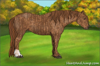 Horse Color:Chestnut  and Gray Chestnut 