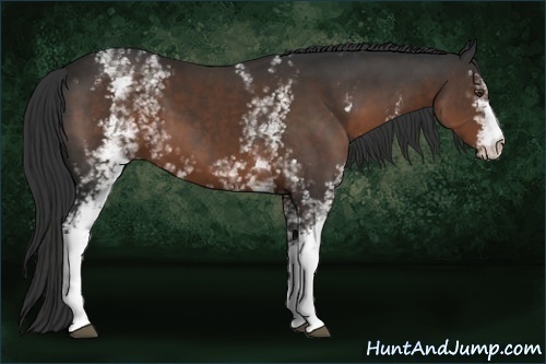 Horse Color:White Spotted Liver Chestnut 