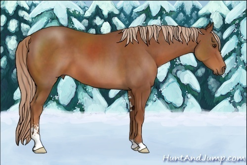 Horse Color:Chestnut Sabino 