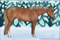 Horse Color:Chestnut Sabino