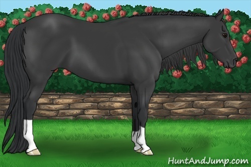 Horse Color:Black 