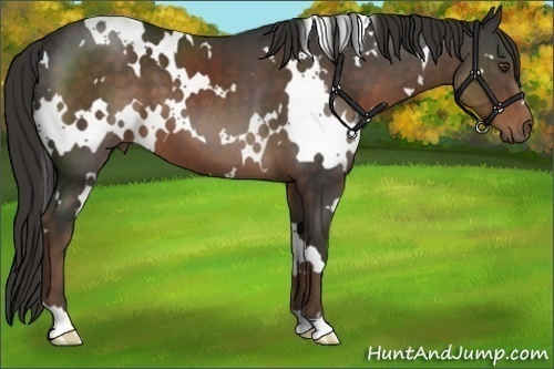 Horse Color:White Spotted Liver Chestnut