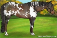 Horse Color:White Spotted Liver Chestnut 