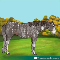 Horse Color:Liver Chestnut Sabino Splash Appaloosa  and Liver Chestnut Sabino Splash 