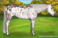 Horse Color:Liver Chestnut Sabino Splash Appaloosa and Liver Chestnut Sabino Splash Frame Appaloosa