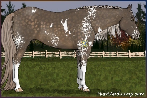 Horse Color:White Spotted Chocolate Palomino