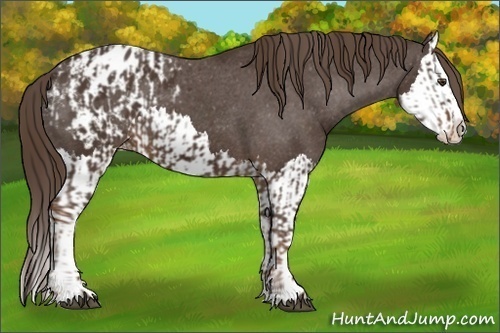 Horse Color:Liver Chestnut Sabino Splash Appaloosa  and Liver Chestnut Sabino Splash Appaloosa 