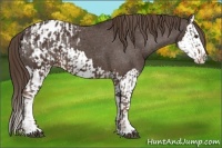 Horse Color:Liver Chestnut Sabino Splash Appaloosa and Liver Chestnut Sabino Splash Appaloosa