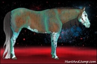 Horse Color:Bay Sabino Splash and Bay Sabino Splash