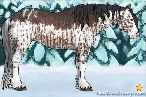 Horse Color:Bay Sabino Splash  and Bay Sabino Splash Appaloosa Rabicano 