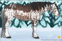 Horse Color:Bay Sabino Splash  and Bay Sabino Splash Appaloosa Rabicano 