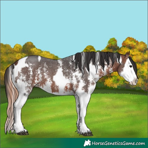 Horse Color:Bay Sabino Splash Appaloosa and Bay Sabino Splash