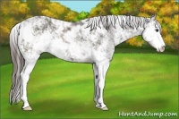 Horse Color:Liver Chestnut Sabino 