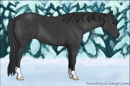 Horse Color:Black 