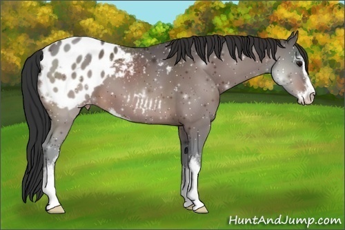 Horse Color:Bay Sabino Appaloosa