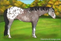 Horse Color:Bay Sabino Appaloosa 