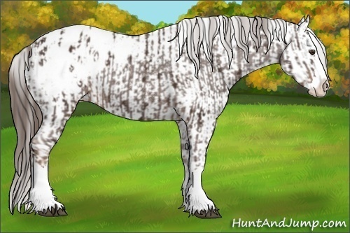 Horse Color:Liver Chestnut Sabino Splash Appaloosa  and Liver Chestnut Sabino Splash Appaloosa 