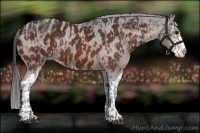 Horse Color:Bay Sabino Splash Appaloosa and Bay Sabino Appaloosa