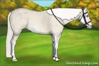 Horse Color:Cremello Sabino  Brindle