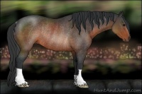 Horse Color:Brown Rabicano 