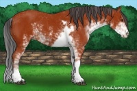 Horse Color:Bay Sabino 