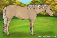 Horse Color:Palomino Sabino 