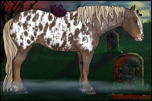 Horse Color:Liver Chestnut Sabino Appaloosa  and Liver Chestnut Sabino Splash Appaloosa Rabicano 