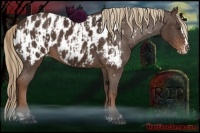 Horse Color:Liver Chestnut Sabino Appaloosa  and Liver Chestnut Sabino Splash Appaloosa Rabicano 