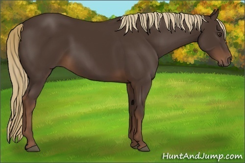Horse Color:Liver Chestnut 