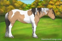 Horse Color:Buckskin Roan Tobiano