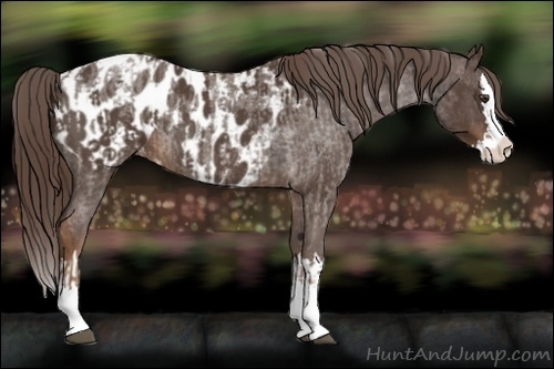 Horse Color:Liver Red Roan Sabino Splash Appaloosa  and Liver Red Roan Sabino Splash Appaloosa Rabicano 
