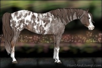 Horse Color:Liver Red Roan Sabino Splash Appaloosa and Liver Red Roan Sabino Splash Appaloosa Rabicano