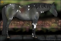 Horse Color:White Spotted Liver Chestnut 