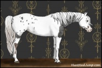 Horse Color:Liver Chestnut Sabino Splash Appaloosa  and Chocolate Palomino Sabino Splash Appaloosa 