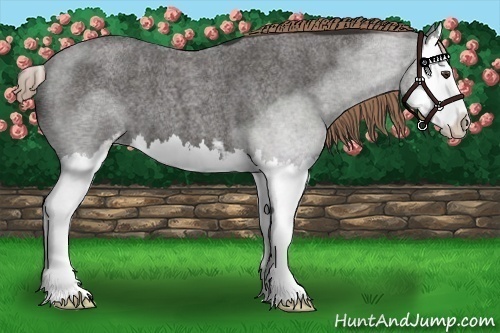 Horse Color:Liver Red Roan Sabino Splash