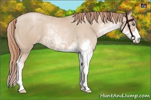 Horse Color:Smoky Black Pearl Sabino  Brindle