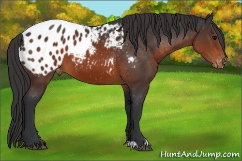 Horse Color:Brown Sabino Appaloosa
