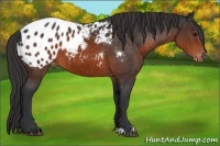 Horse Color:Brown Sabino Appaloosa 