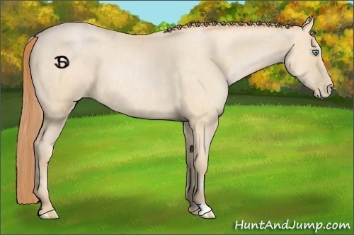 Horse Color:Buckskin Roan Pearl  and Buckskin Roan Pearl 