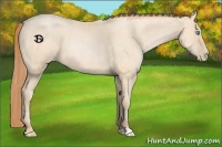 Horse Color:Buckskin Roan Pearl and Buckskin Roan Pearl