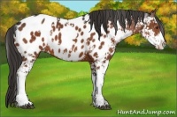 Horse Color:Liver Chestnut Sabino Appaloosa 
