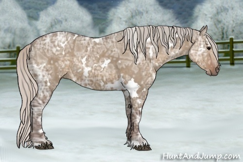 Horse Color:White Spotted Silver Grullo Ice